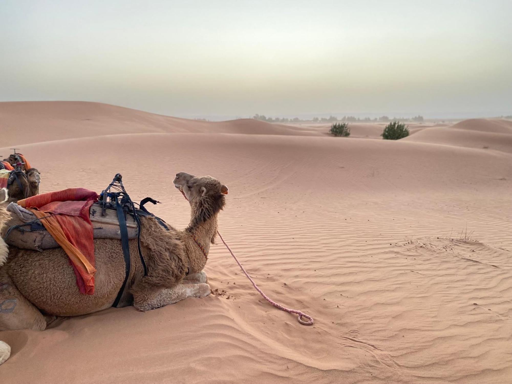 Erg Chebbi Sahara Camp Hotel เมอร์ซูกา ภายนอก รูปภาพ
